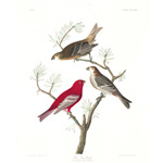 plate 358 pine grosbeak