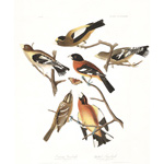 plate 373 evening grosbeak