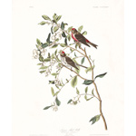 plate 375 lesser red poll