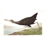 plate 377 scolopaceus courlan