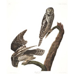 plate 378 hawk owl