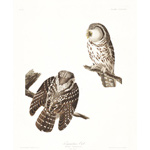 plate 380 tengmalms owl