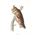 plate 383 long eared owl