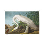 plate 386 white heron