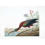 plate 387 glossy ibis