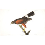 plate 392 louisiana hawk