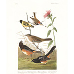 plate 394 cestnut coloured finch