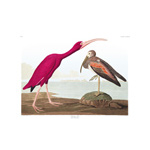 plate 397 scarlet ibis