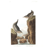 plate 435 Columbian Water Ouzel