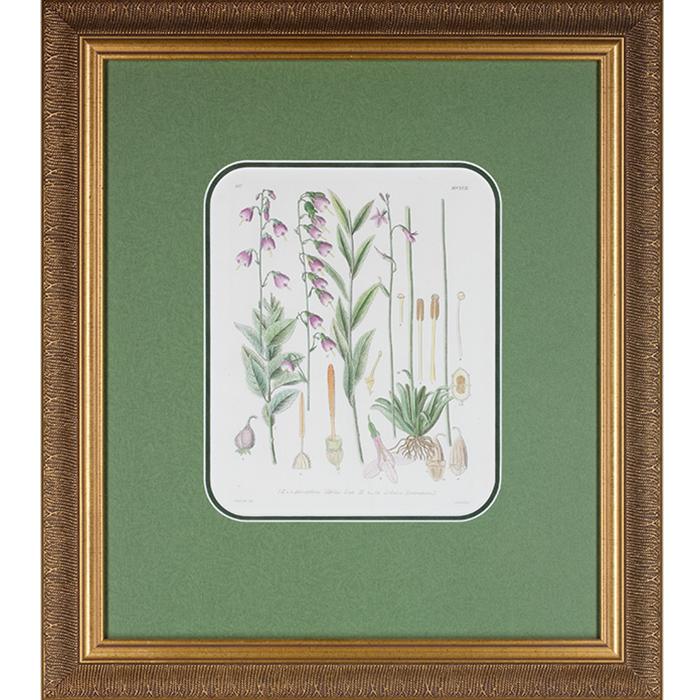 framed artwork Botanical Adenophoria, Lilies Page 257