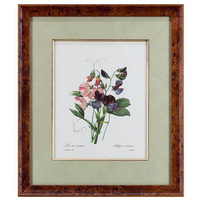 framed artwork Botanical by P.J. Redoute