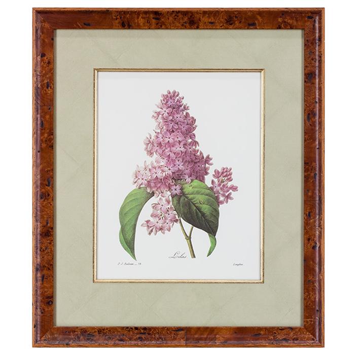 framed artwork Botanical by P.J. Redoute