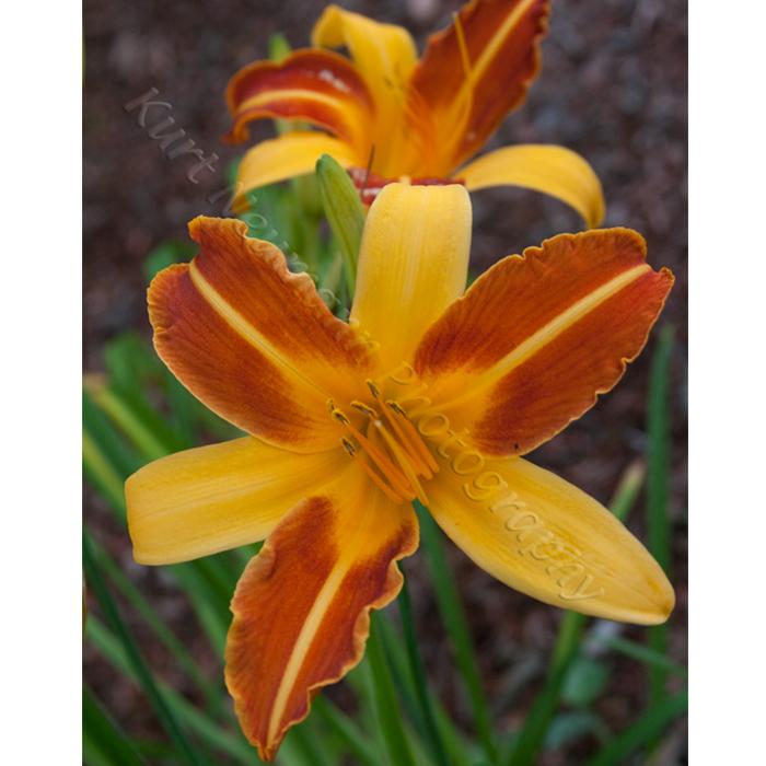 Photography of orange lily by Kurt Neumann | Frame It Waban Gallery