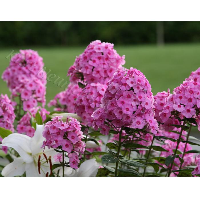 Photography of pink phlox by Kurt Neumann | Frame It Waban Gallery