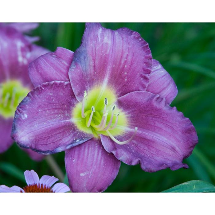 Flower photograph purple lily by Kurt Neumann | Frame It Waban Gallery