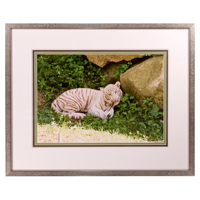 framed tiger photograph by Kurt Neumann | Frame It Waban Gallery