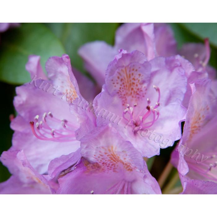 Photography of violets by Kurt Neumann | Frame It Waban Gallery