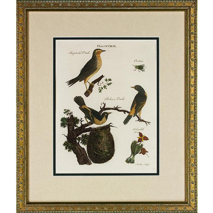 framed book page of Orioles (1790)