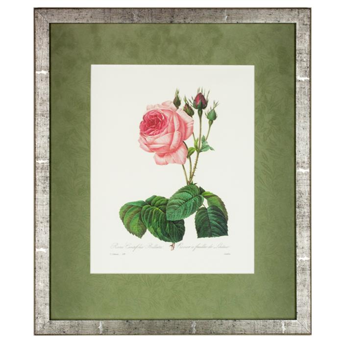 framed artwork "Rosa Centifolia Bullata" by P.J. Redoute