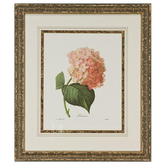 framed artwork Botanical Hortensia by P.J. Redoute