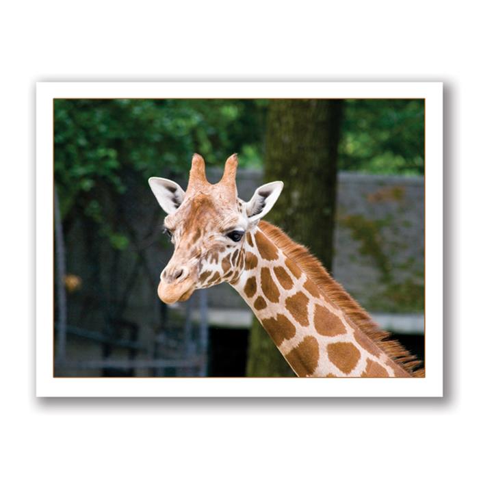 Photo Greeting Card Of A Giraffe by Kurt Neumann